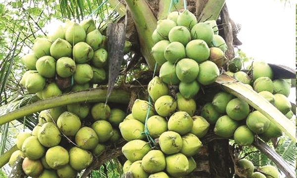 Cây dừa cũng cần phân bón