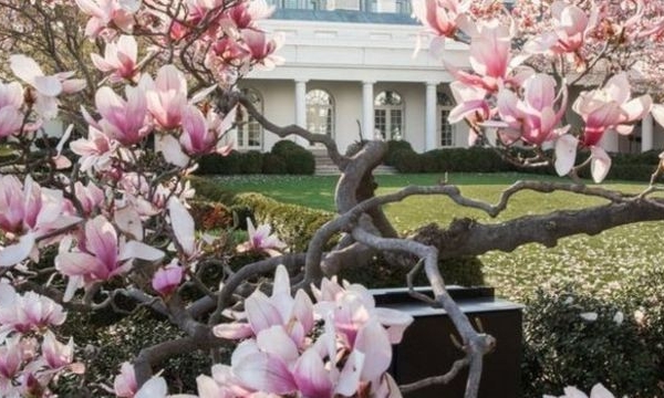 Hoa Kỳ: Cây mộc lan nổi tiếng ở Nhà Trắng sắp bị “khai tử”