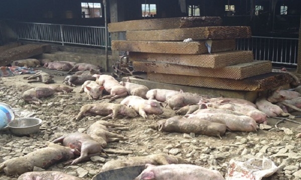 Đăk Nông: Trại chăn nuôi cháy do chập điện, 1.200 con lợn chết 