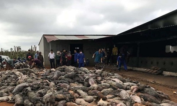 Đắk Nông: Hơn 1.200 con lợn chết cháy do sự cố chập điện