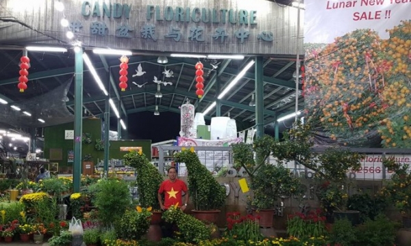 Cây cảnh và hoa đào Việt Nam được đảo quốc Singapore hào hứng đón chào