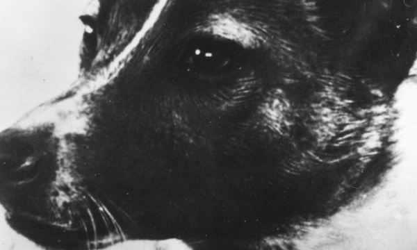 Số phận “chó du hành vũ trụ” của Liên Xô