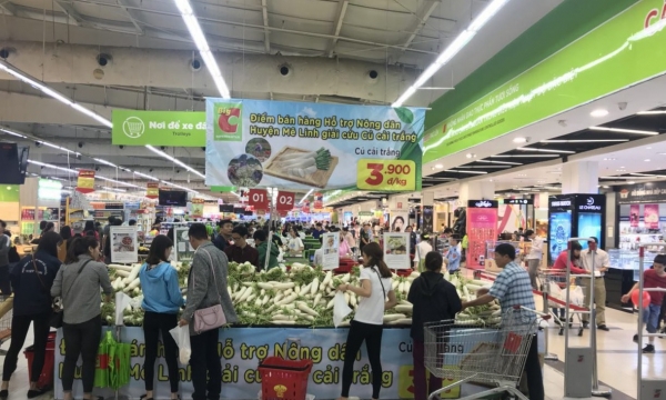 Big C: Hỗ trợ Nông dân huyện Mê Linh bán củ cải trắng
