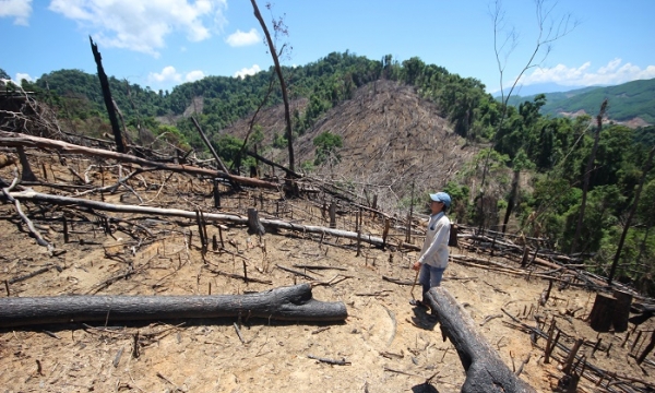 Quảng Nam kỷ luật hàng loạt cán bộ kiểm lâm chuyên 'bảo kê' phá rừng 