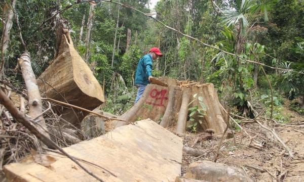 Quảng Nam: Rừng phòng hộ Sông Kôn bị tàn phá nghiêm trọng