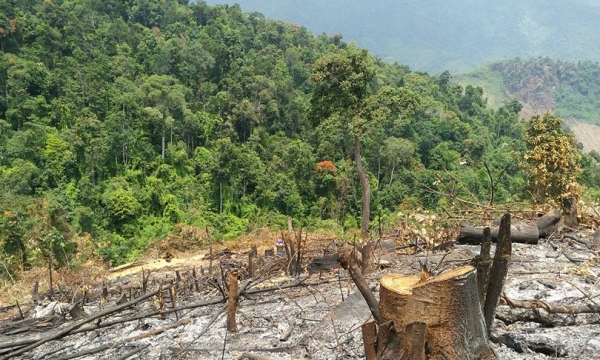 Quảng Nam: Công khai phá rừng Đại Lộc