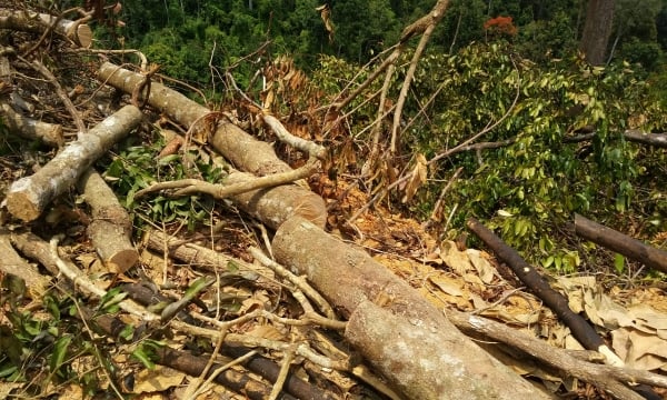 Vụ “Công khai phá rừng Đại Lộc, Quảng Nam”: Đủ căn cứ để khởi tố vụ án