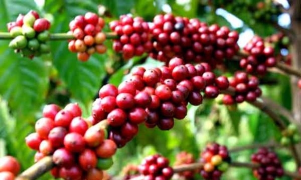Giá cà phê thị trường nội địa giảm mạnh cuối tháng 3/2018
