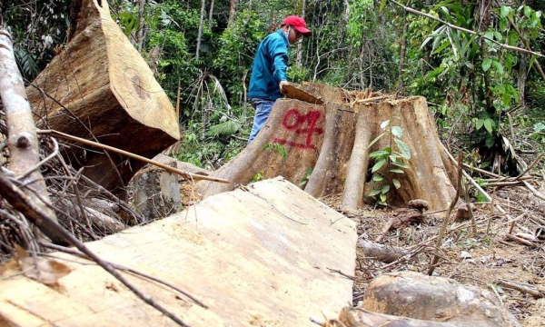 Quảng Nam: Để mất gỗ rừng, 6 cán bộ kiểm lâm bị đình chỉ công tác