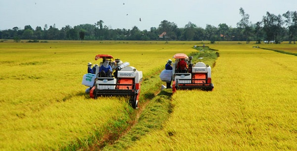ĐBSCL: Lúa gạo vụ Đông-Xuân 2017-2018 được mùa trúng giá