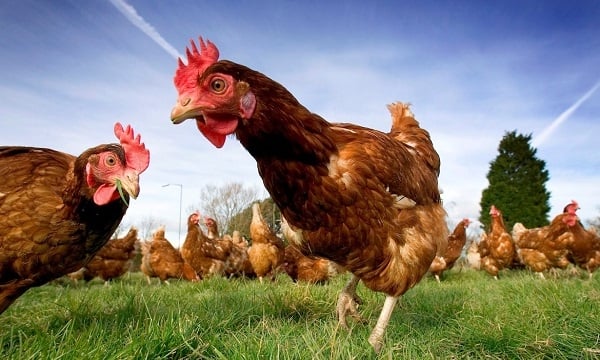 Trung Quốc đưa đội quân... gà đến Tân Cương để đối phó dịch châu chấu