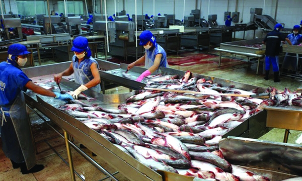 Xuất khẩu cá tra tăng mạnh sang Trung Quốc, vừa mừng vừa lo
