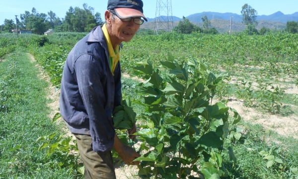 Quảng Nam: Gian nan giữ nghề dệt lụa