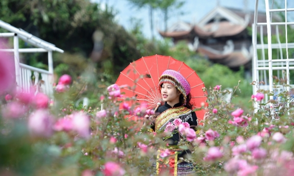 Triệu đóa hồng tô điểm thành phố trong mây Fansipan Legend