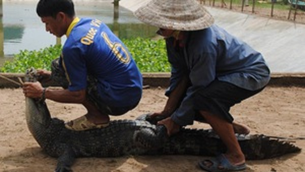Quảng Nam: Phát hiện và bắt cá sấu bơi lội dưới mương nước