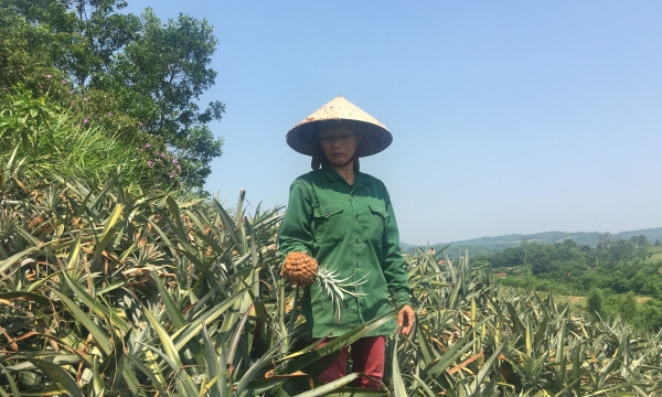 Thanh Hóa: Nông dân trồng dứa “điêu đứng” vì giá dứa xuống thấp kỷ lục