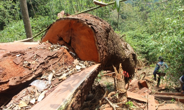 Quảng Nam: Truy nã hai đối tượng chủ mưu vụ phá rừng lim