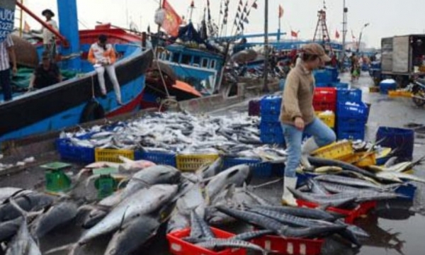 Thí điểm bán đấu giá hải sản tại chợ đầu mối Thọ Quang - Đà Nẵng