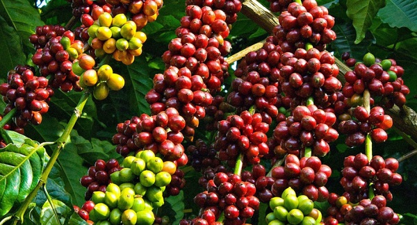 Xuất khẩu cà phê đạt hơn 100 triệu USD trong nửa đầu tháng 7/2018