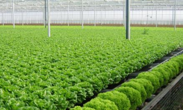 Ban hành chính sách khuyến khích phát triển nông nghiệp hữu cơ