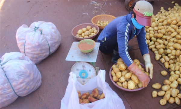 Gần 600 tấn khoai tây Trung Quốc nhập vào Đà Lạt sau 3 tháng
