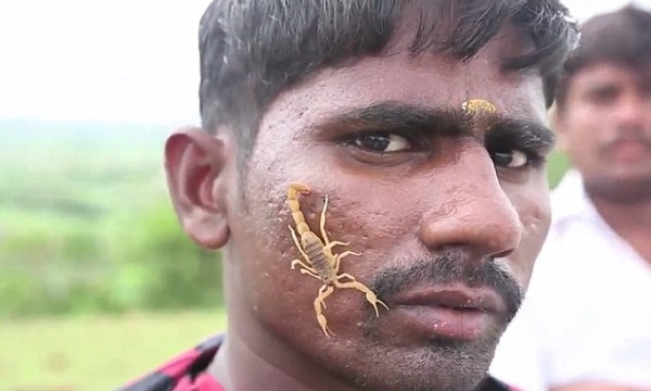 Lễ hội Ấn Độ để bò cạp độc bò lên người