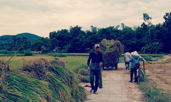 Quảng Nam: Cánh đồng 'chết” bên hồ lớn nhất nhì miền Trung