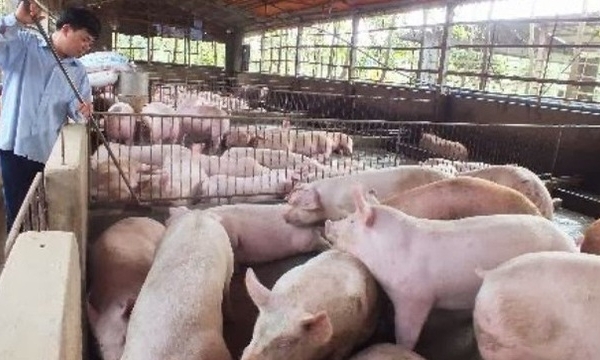 Triển khai biện pháp ngăn chặn bệnh Dịch tả lợn Châu Phi xâm nhiễm vào Việt Nam