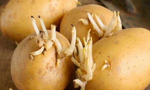Ăn khoai tây mọc mầm có thể gây ngộ độc