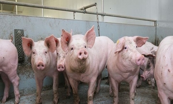 Chủ động phòng, ngăn chặn bệnh dịch tả lợn châu Phi xâm nhiễm vào Việt Nam
