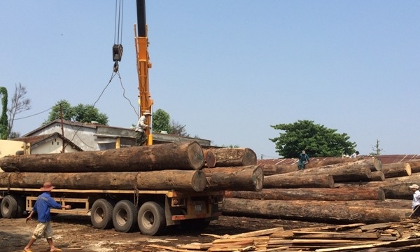 Ngừng kinh doanh tạm nhập tái xuất gỗ tự nhiên từ Lào và Campuchia