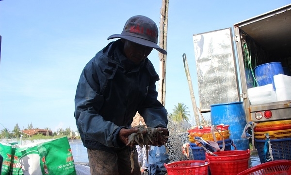 Quảng Nam: Hỗ trợ 35 vạn tôm giống cho trường hợp tôm chết trắng bất thường ở Núi Thành
