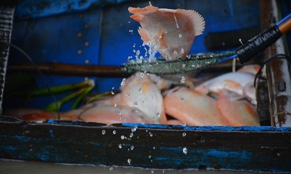 40 lồng cá bị nước cuốn trôi, dân thiệt hại hơn 3 tỷ