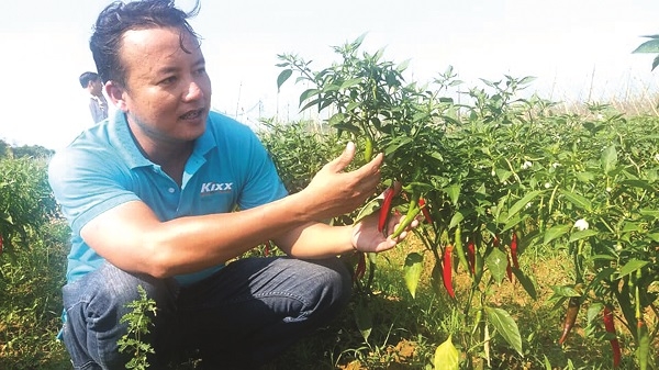 Nông nghiệp sạch và chất lượng cao: Hướng đi mới của Quảng Nam