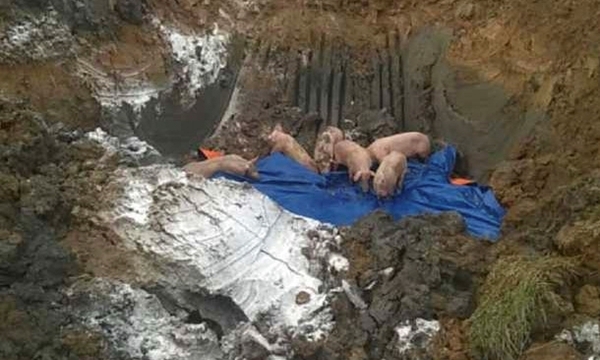 Hà Tĩnh: Bắt giữ và tiêu hủy gần 100 con lợn bị lở mồm long móng