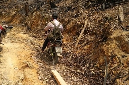 Quảng Nam: Tăng cường kiểm tra, giám sát rừng trong dịp tết