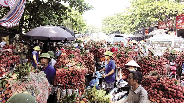 Trung Quốc cấm nhập tiểu ngạch, trái cây Việt xuất khẩu điêu đứng