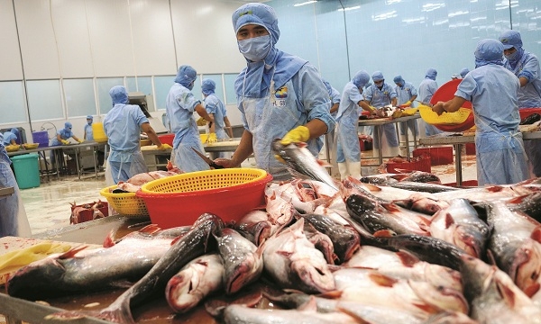 Bức tranh thủy sản Việt sáng dần nhờ EVFTA