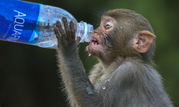 Cảnh báo về việc cho khỉ ăn ở bán đảo Sơn Trà