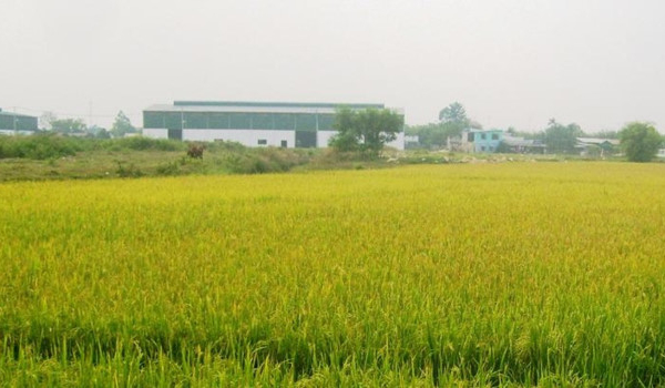  Long An: Hơn 33ha đất lúa được chuyển sang đất phi nông nghiệp