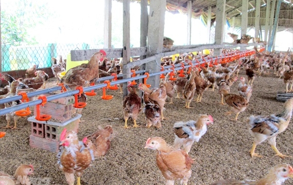 Cần Thơ: Tiêu hủy 1.500 con gà nhiễm A/H5N1