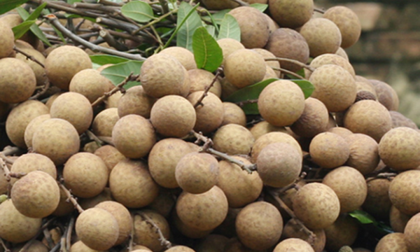 Nhãn tươi trở thành trái cây thứ 4 được xuất khẩu vào Úc