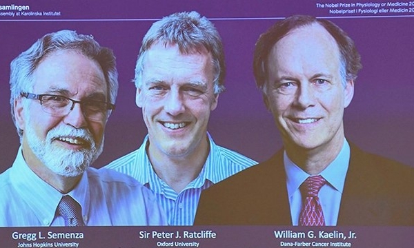 Nobel Y Sinh 2019 thuộc về 3 giáo sư Mỹ, Anh với công trình nghiên cứu tế bào