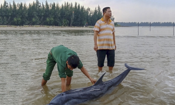 Quảng Nam: Giải cứu cá heo mắc cạn ở biển Cửa Đại