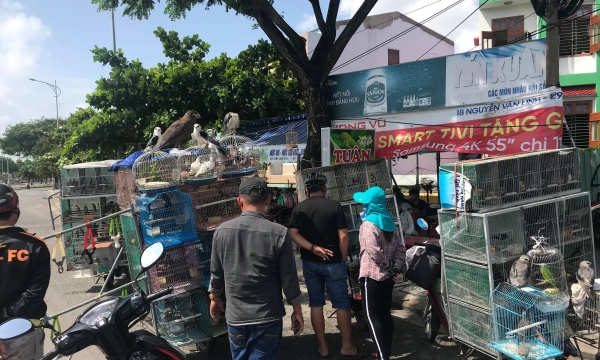 Nhan nhản chim rừng được bày bán trên vỉa hè ở Đà Nẵng