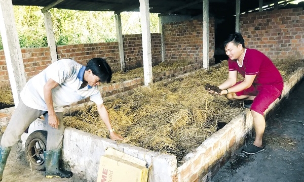 Trang trại trùn quế ngàn m2 ở Quảng Nam