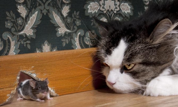 Con mèo không bắt chuột