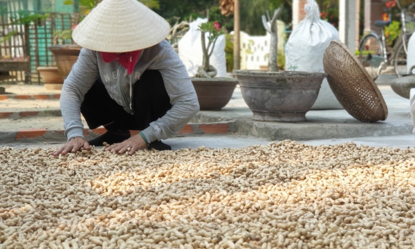 Quảng Nam: Nông dân vui mừng vì được mùa đậu phộng