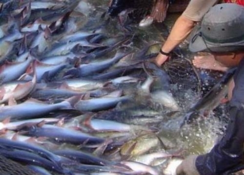 Mỹ giảm thuế chống bán phá giá cho cá tra Việt Nam