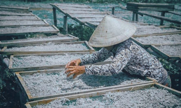 Quảng Nam: Làng nghề hấp cá ở Bình Minh tất bật vào vụ